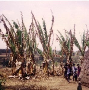 Enset-farm-and-farmers-Wolaita