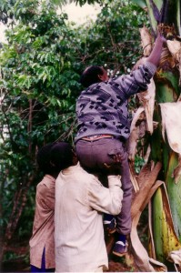 climbing enset plant, kefale