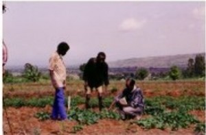 Kefale wolaitasweet-potato-farm-and-farmerscrop